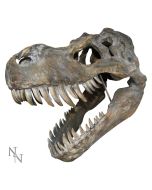 Triceratops Skull Resin Replica
