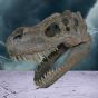 Tyrannosaurus Rex Dinosaur Skull Small 39.5cm
