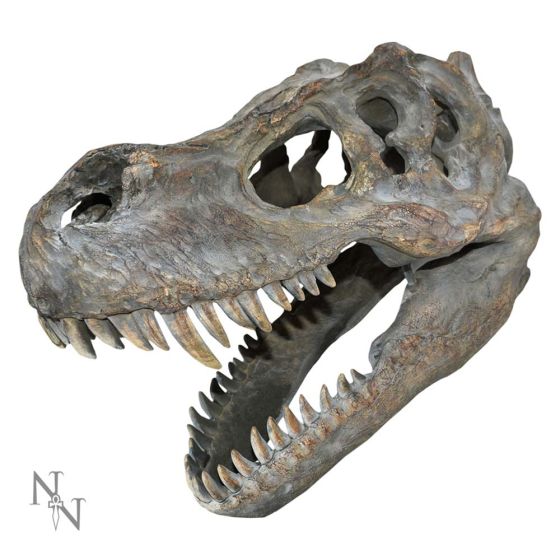 Tyrannosaurus Rex Dinosaur Skull Small 39.5cm