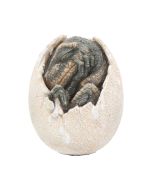 Tyrannosaurus Rex Dinosaur Skull Small 39.5cm