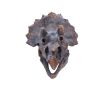 Triceratops Dinosaur Skull 23cm