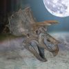 Triceratops Dinosaur Skull 23cm