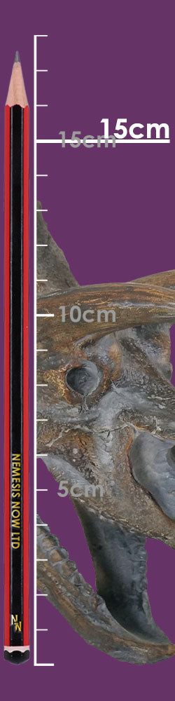 Triceratops Dinosaur Skull 23cm