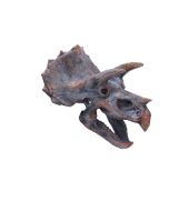 Tyrannosaurus Rex Dinosaur Skull Small 39.5cm