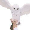 Snowfall - Majestic owl in winter scene