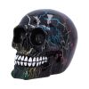 Electro (Medium) (Pack of 6)