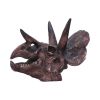 Triceratops Skull Resin Replica