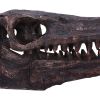 Archaeopteryx Skull Decorative Resin Replica