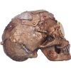 Bronze Scrapped Skull Steampunk Scrap Skeleton Figurine