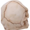 Eyes Wide Open (Green) Decorative Resin Skull