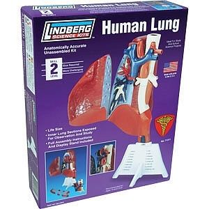 Human Lung Model 1:1