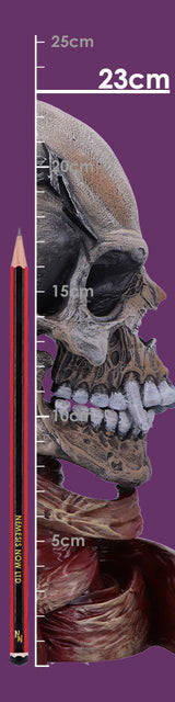 Metallica Pushead Skull 23.5cm