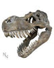 Dilophosaurus Skull Resin Replica